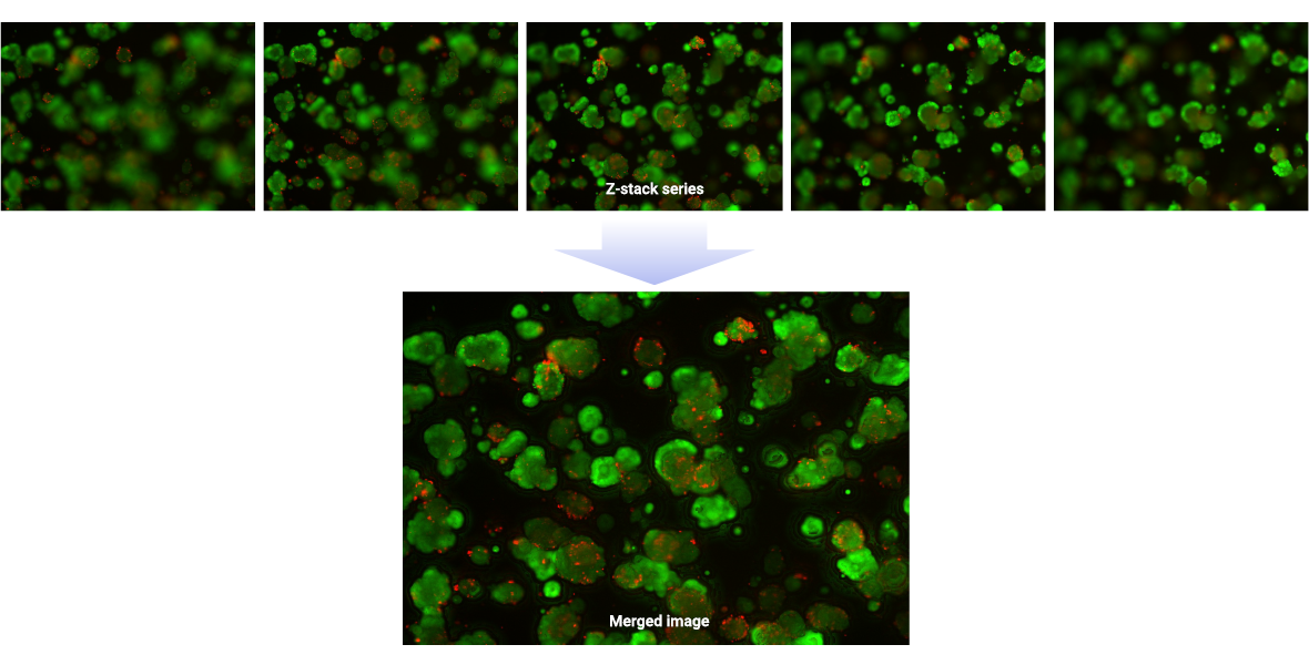 Imaging And Analysis Of D Cell Models Using The Celena X High Content