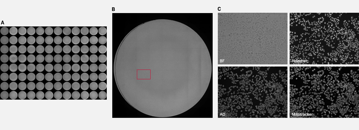 Seamless Image Stitching Using The Celena X High Content Imaging