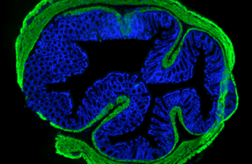 LogosBiosystems-CELENA-S-Digital-Imaging-System-Mouse-large-intestine-image-01