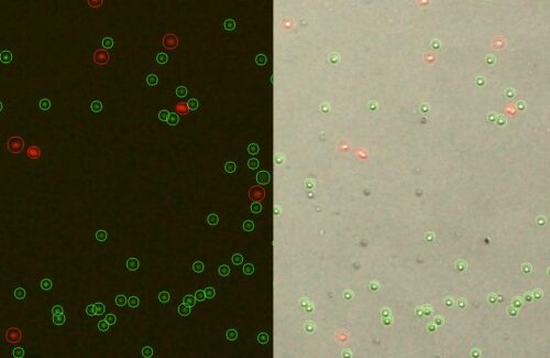 LogosBiosystems-LUNA-FL™-Dual-Fluorescence-Cell-Counter-Mouse-thymocyte