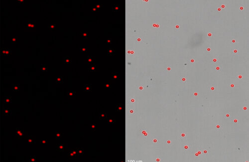 LogosBiosystems-LUNA-FX7_AutomatedCellCounter-12um_Red_fluorescence