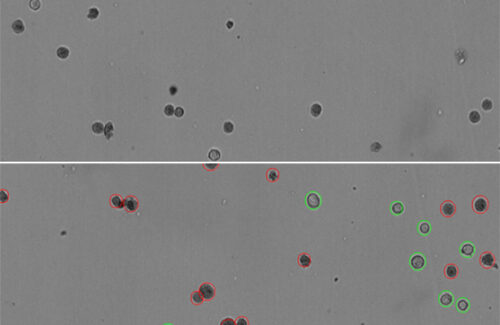 LogosBiosystems-LUNA-FX7_AutomatedCellCounter-K562jpg