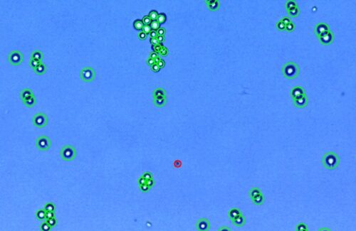 LogosBiosystems-LUNA-II-AutomatedCellCounter-PANC-1