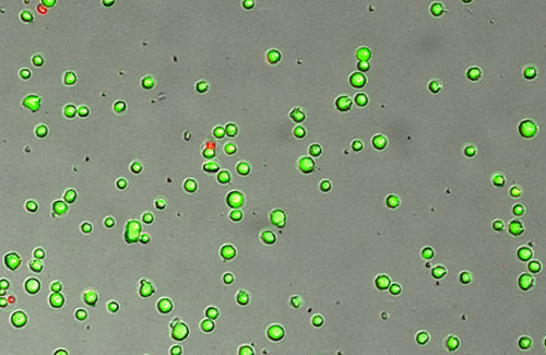 LogosBiosystems_LUNA_FX7_Fluorescent-Dyes-and-Automated-Cell-Counters-500x325